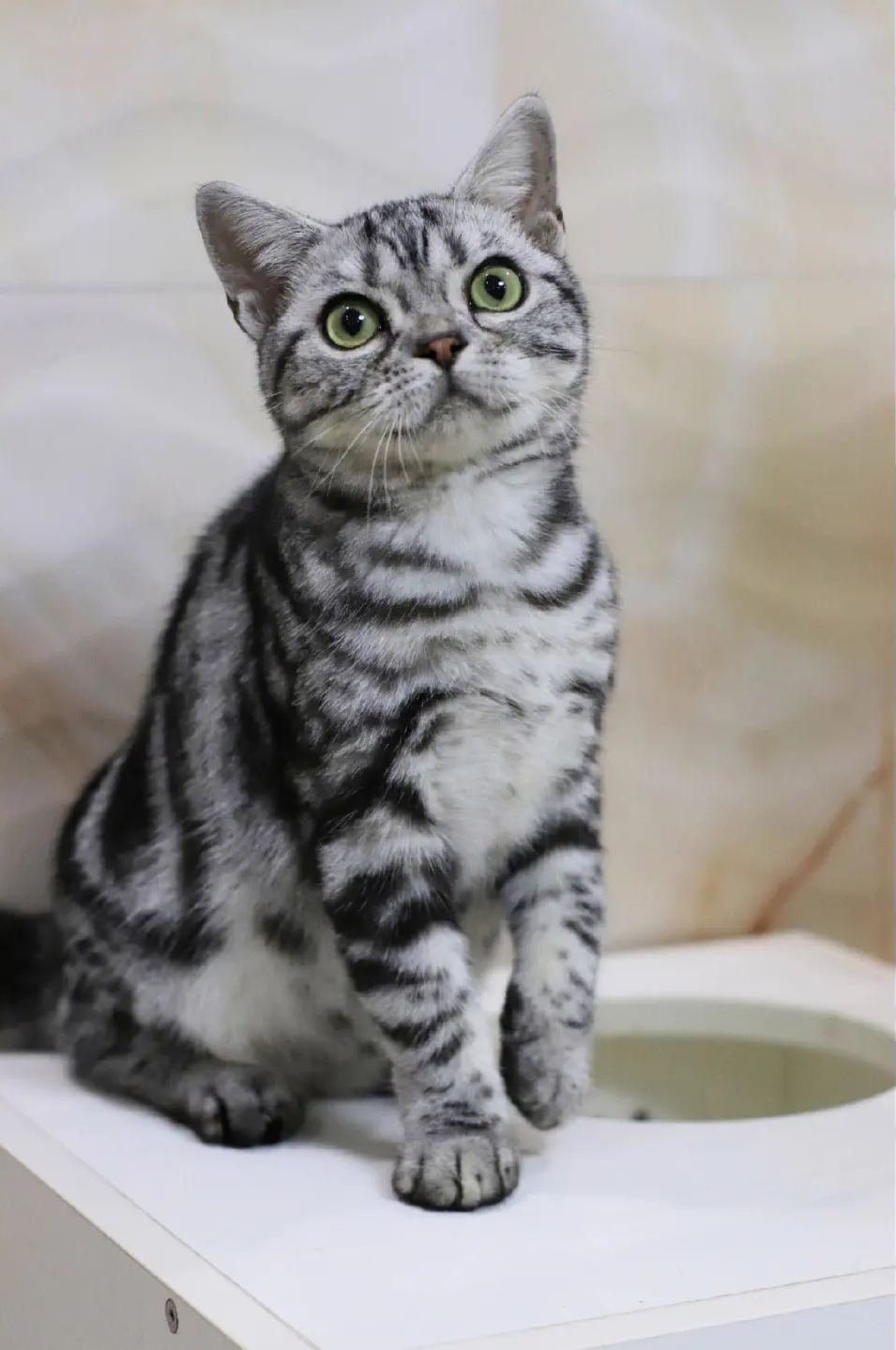 美短常见毛色,你想要的我都有