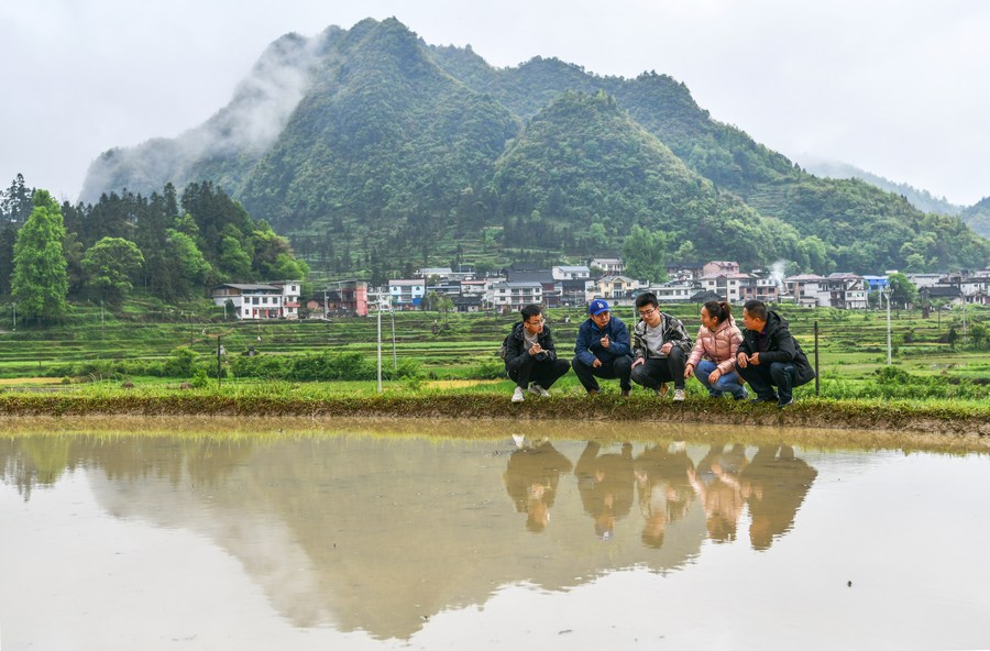 贵州麻江"种粮大户"忙"科研"