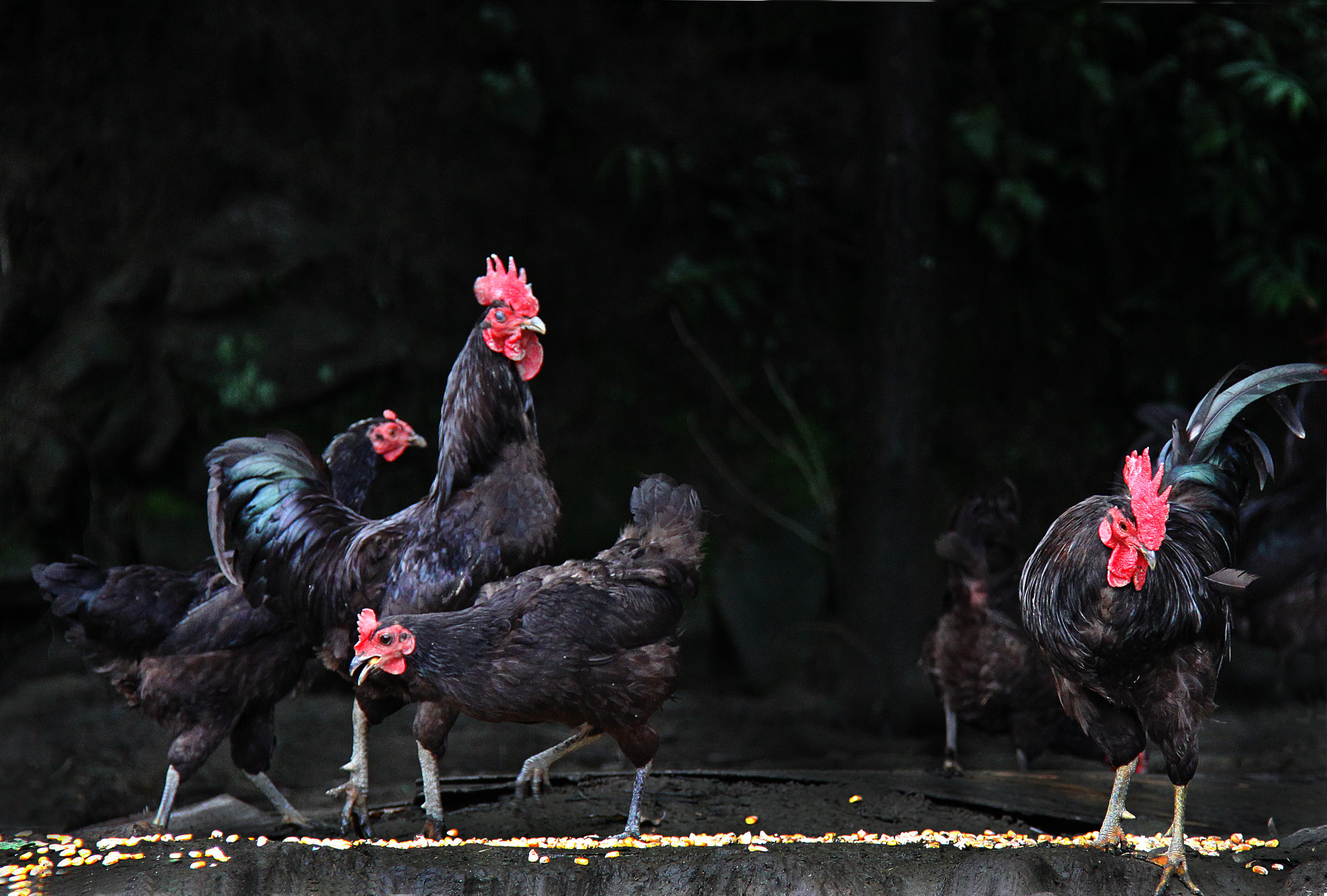 黟县:"五黑"产业提档升级推动农业转型