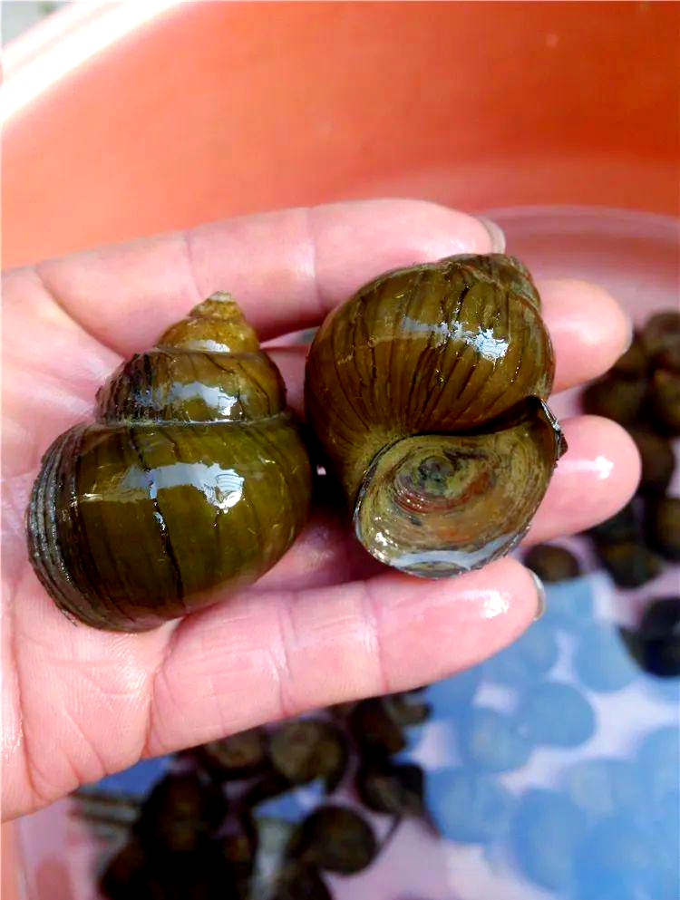 田螺与福寿螺的识别指南:从外观到生活习性