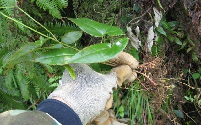 一种叶片带锯齿的植物,牧羊人常摘,名为"淫羊藿"70元一斤