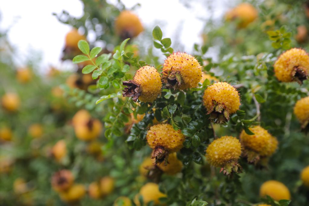 农村生长的几种野果子,最后一种,你吃过吗?