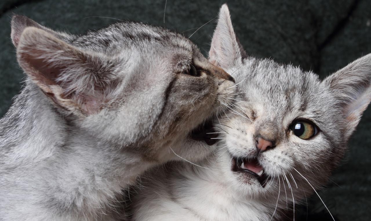 母猫交配完成后,满地打滚,攻击公猫,为何穿上裤子就不认猫?