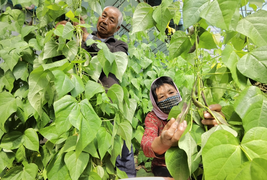 双鸭山农场图片