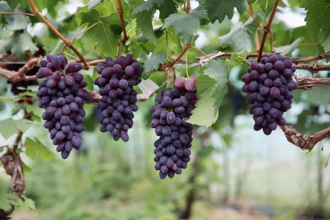 甜蜜来袭!金山这个"伊甸园"有场采摘之旅等你来