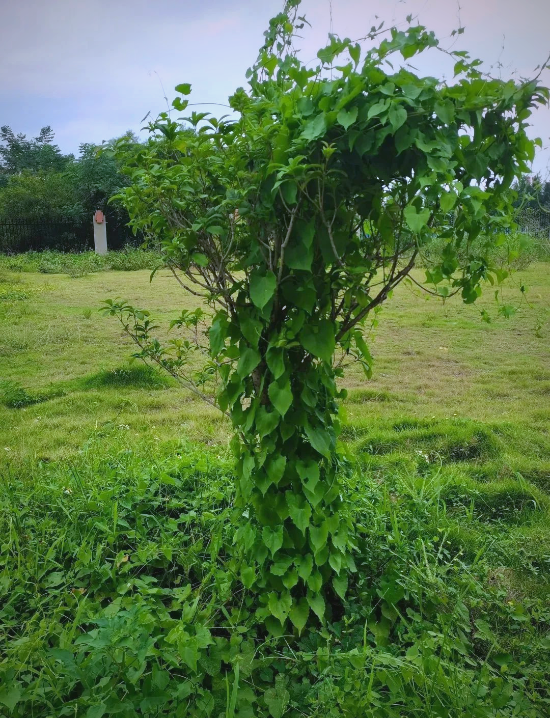 警惕薇甘菊:一种危害严重的外来入侵植物
