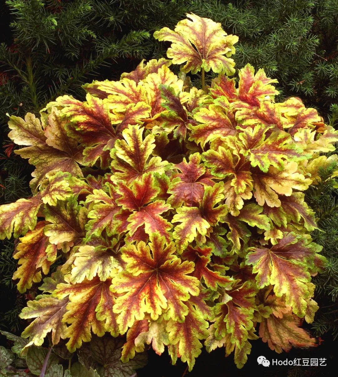 矾根的日常养护:浇水:对水分要求不高,比较耐旱通风:需要良好的通风