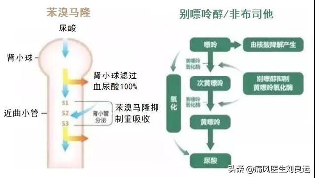 在炎症完全消失后,需连续服用苯溴马隆和碳酸氢钠;不仅应该忌口,而且