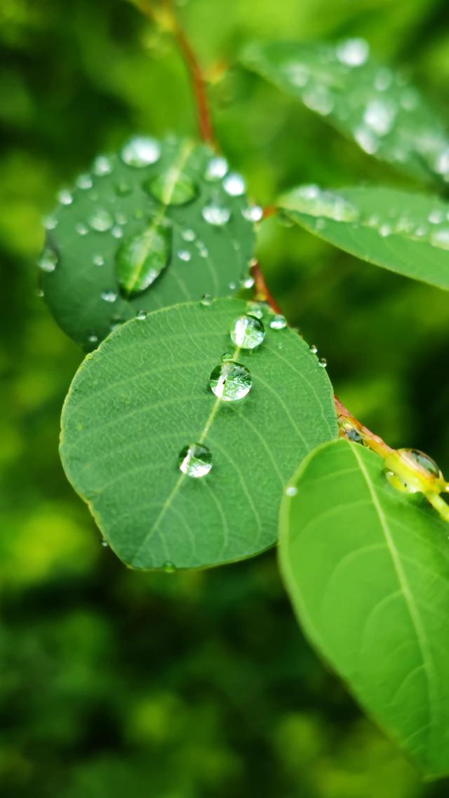 小米11ultra大光圈的手机自动对焦拍小昆虫不好对焦!应该这样拍