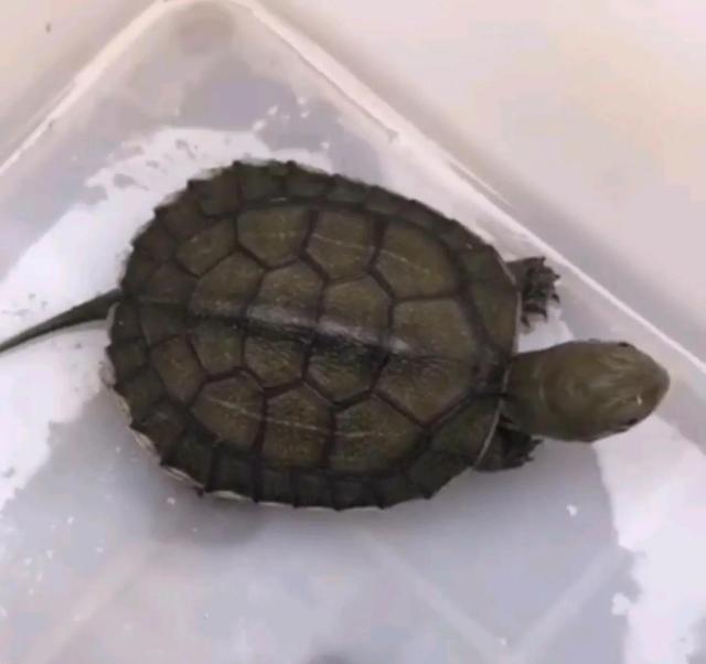 论如何选择小青苗子