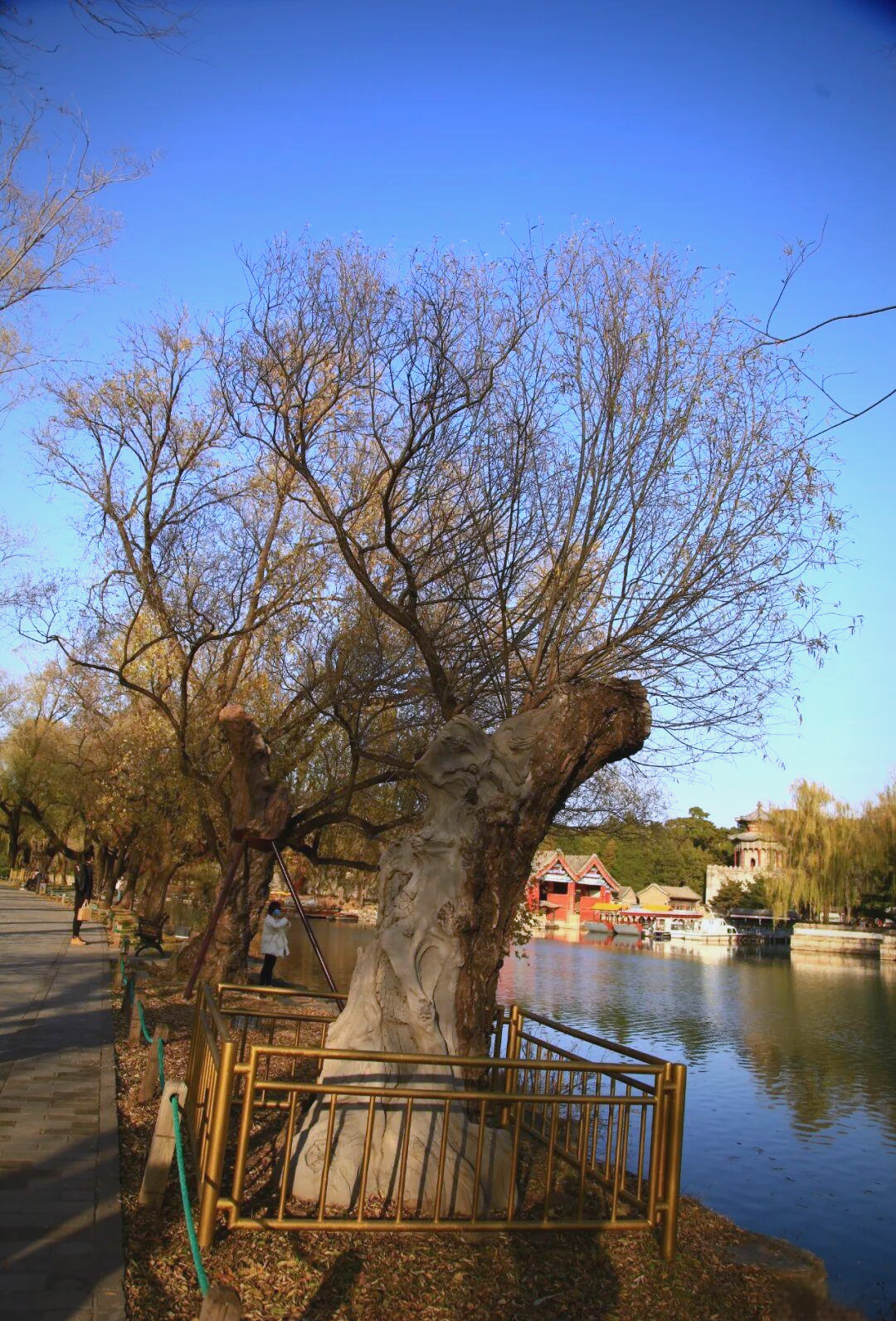 从乾隆柳到西堤传奇:探索颐和园西堤的古柳群落