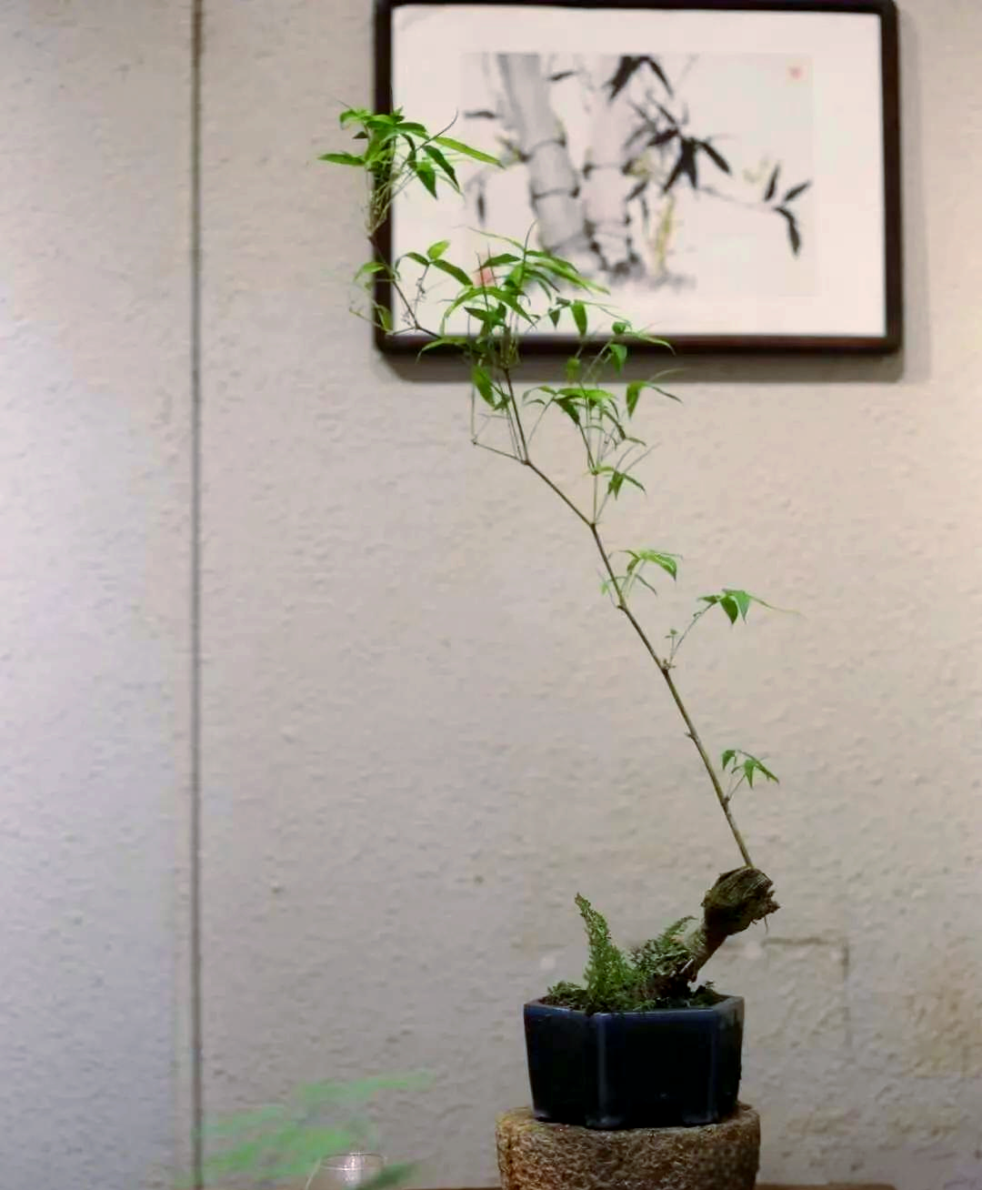 竹子盆景:探寻禅意之美与财运象征