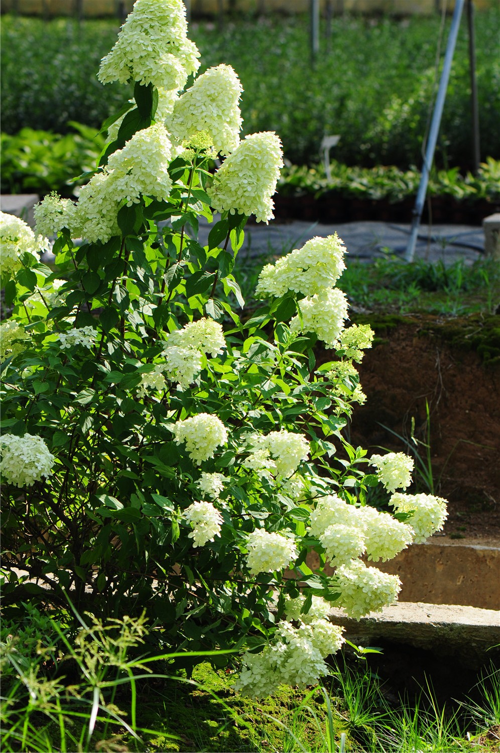 怎样修剪三类主打绣球?记住3个词语,养花小白也能剪出满树繁花