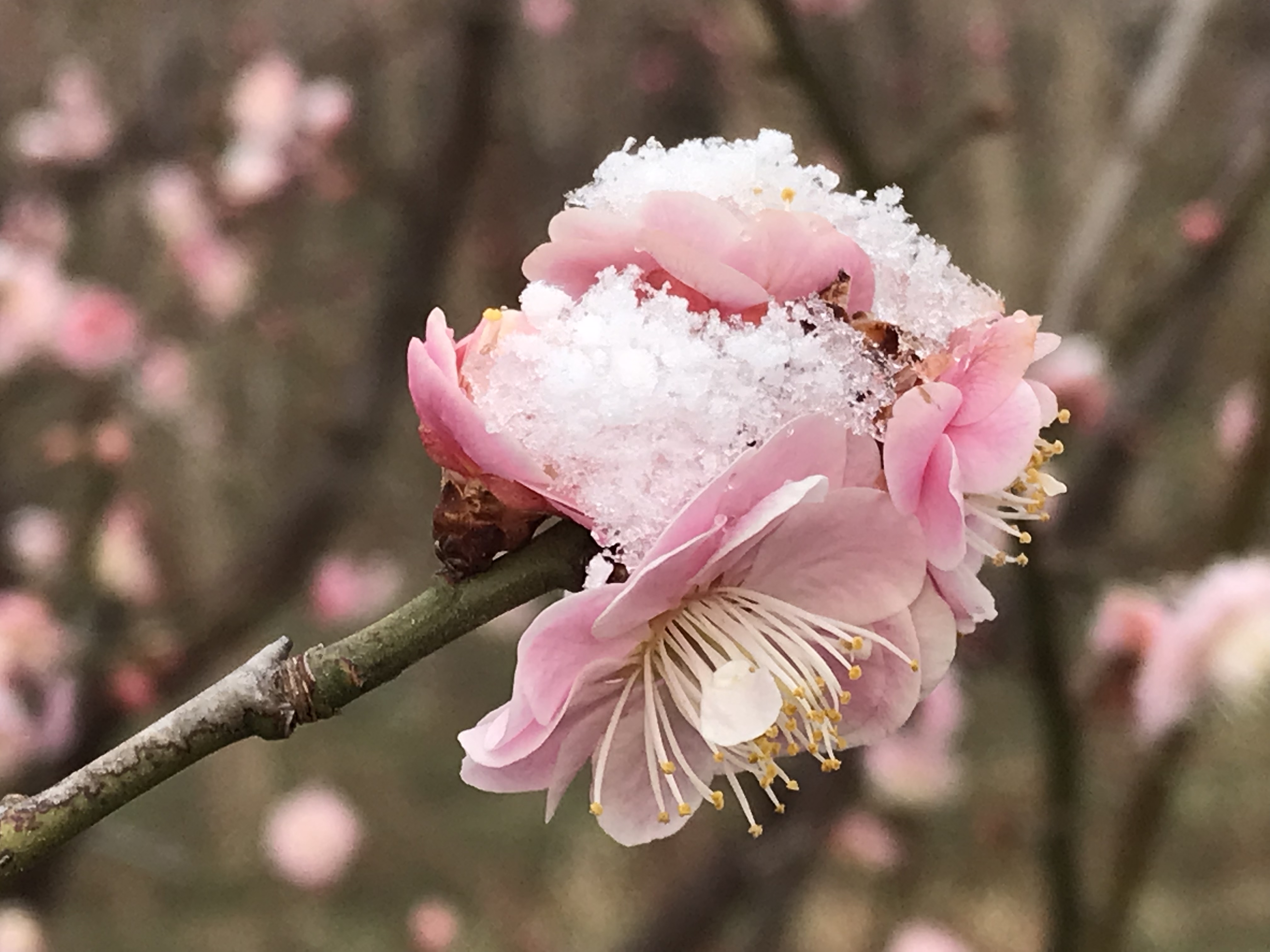 冷艳清丽之傲雪梅花