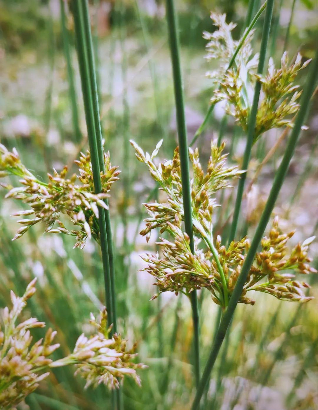 灯心草:一种具有悠久历史的中药材