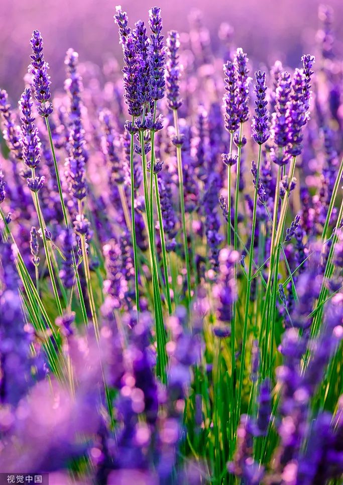 花语:友谊永固黄色鸢