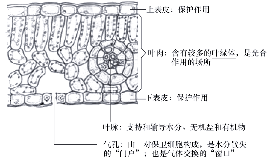 通过了解叶片的精细结构和