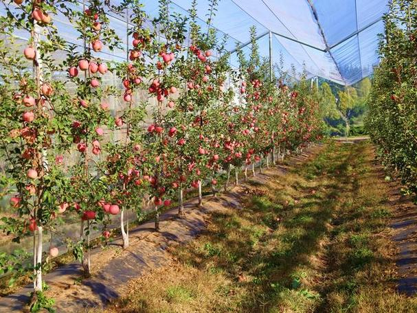 现代矮砧苹果树形培养及高纺缍形优点解析