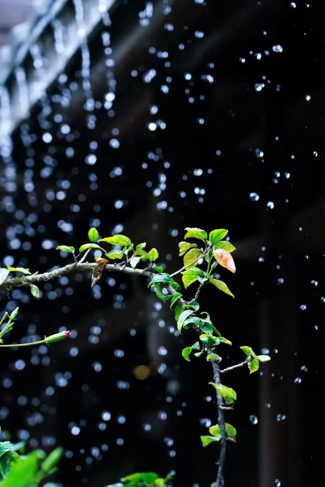 寻找雨水图片图片