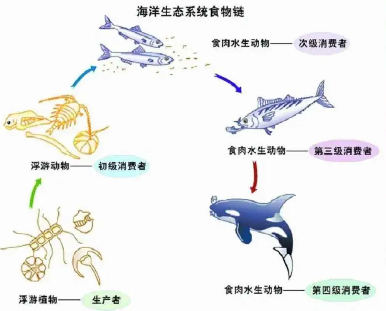 太平洋有多大?太平洋的真实总面积超乎想象,相当于20个中国