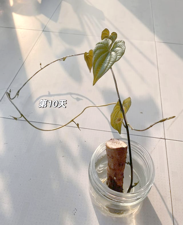 发芽山药的食用与水培指南