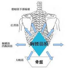 什么是胸腰筋膜炎?