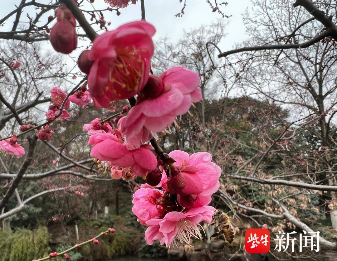 視頻|常州紅梅公園梅花俏枝頭