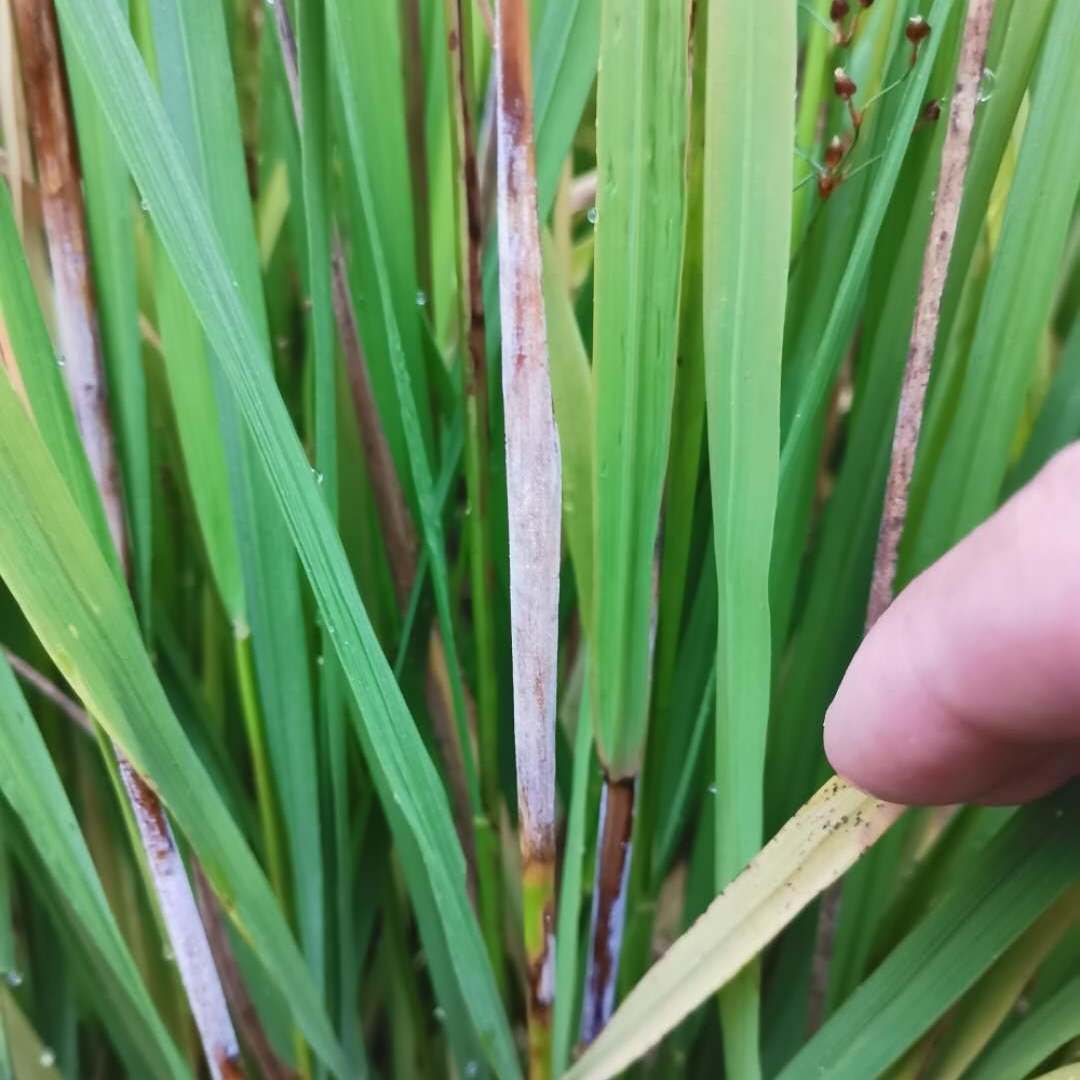 并侵染了稻穗,形成包颈半抽穗或枯孕穗,部分稻谷颖壳受病菌侵染出现麻