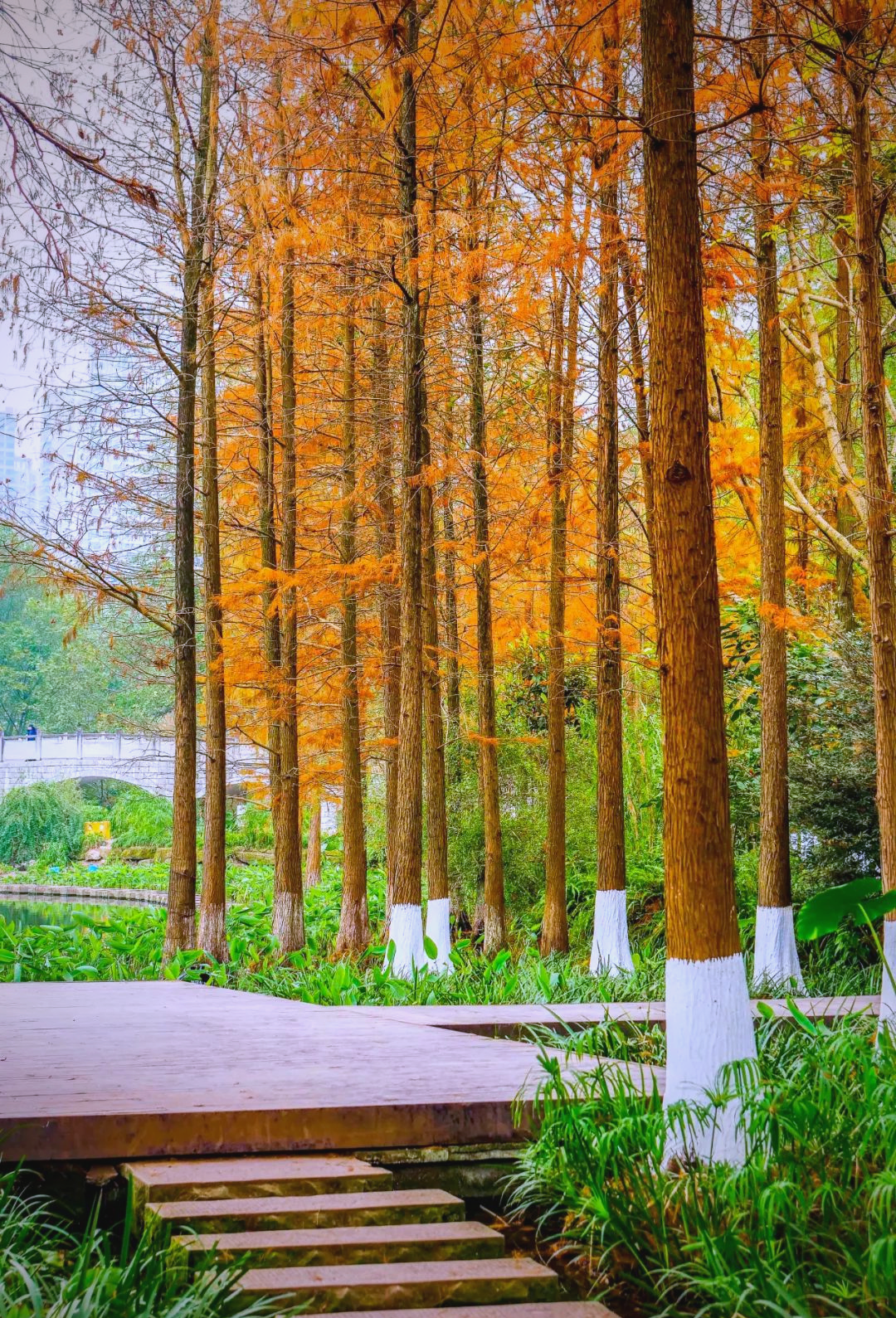 彩云湖公园水杉盛开,冬日美景等你来打卡