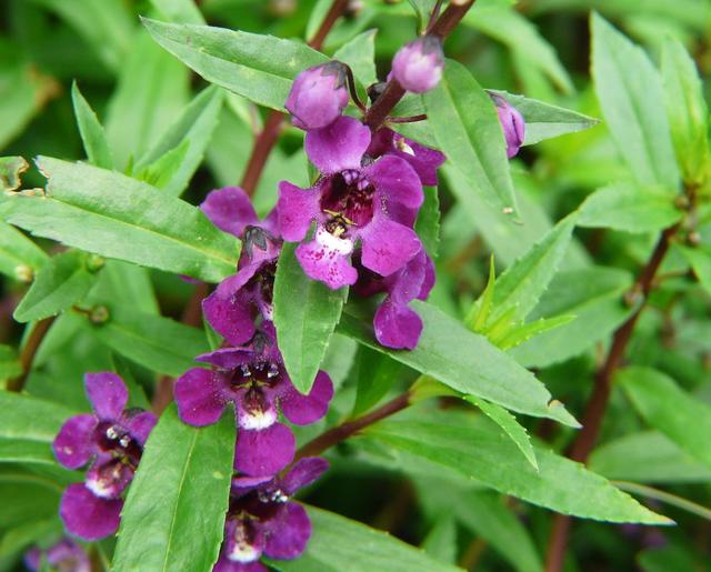 这花名叫"天使花",耐热耐旱,比薰衣草好养,盆栽地栽都行