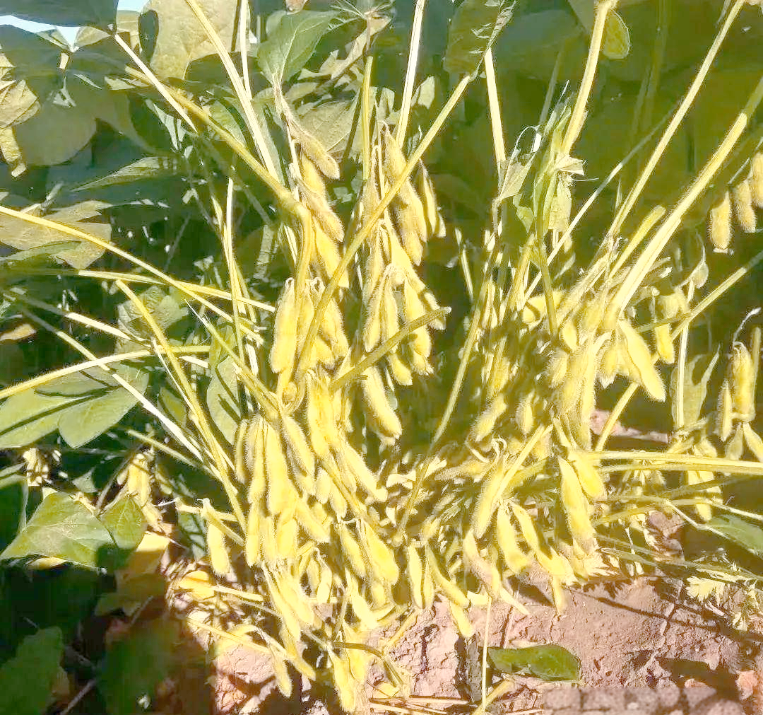 大豆种植全攻略:从播种到收获的必备步骤