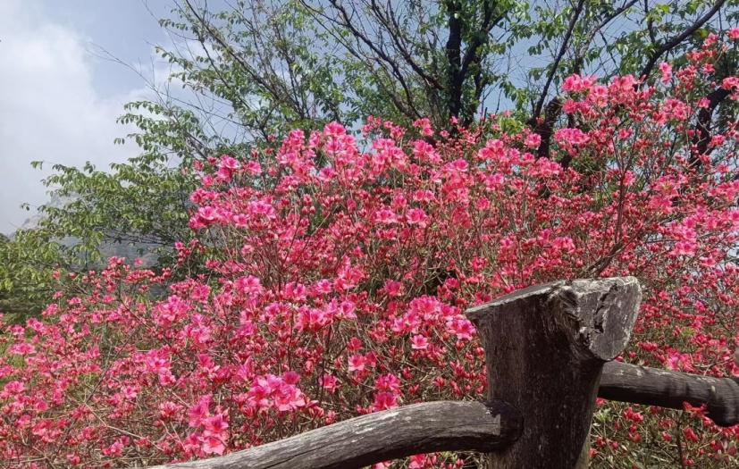 421龟峰山杜鹃花海实况