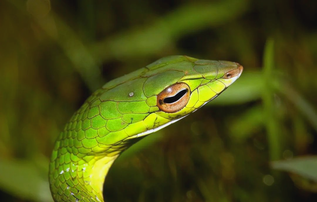 绿瘦蛇:独特而危险的远古生物