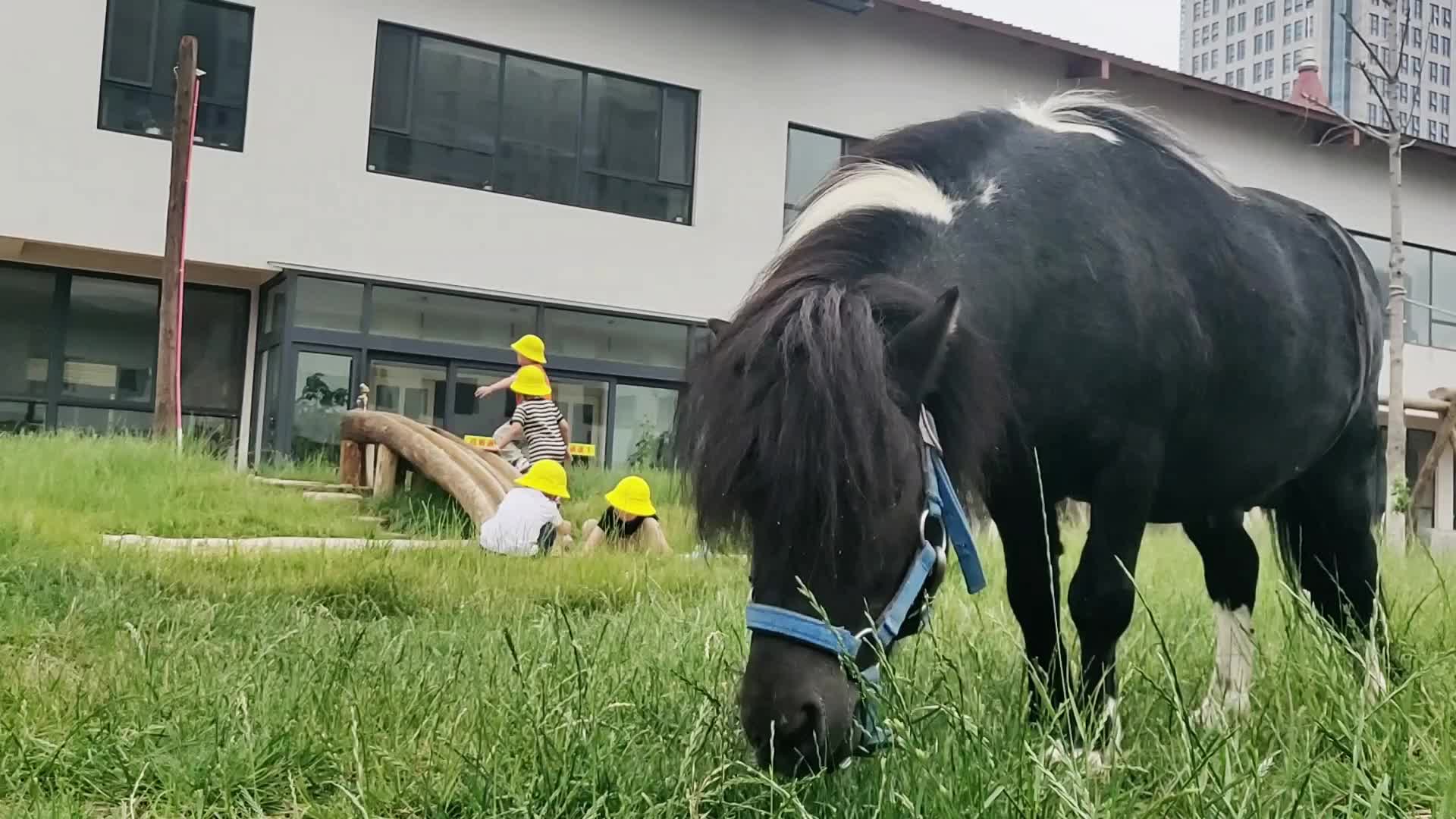烟台凤凰山幼儿园:返璞归真!解放孩子天性是最好的教育