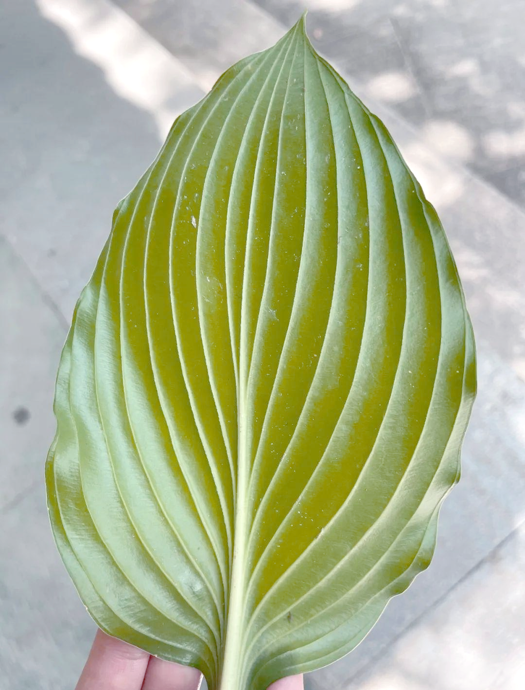 探秘植物叶脉中的奥秘
