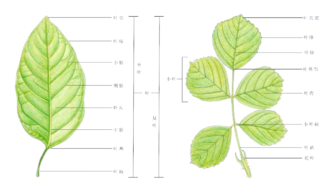 在《绘认植物第一课》一书中,作者详细描绘了各种不同类型的叶片,包括