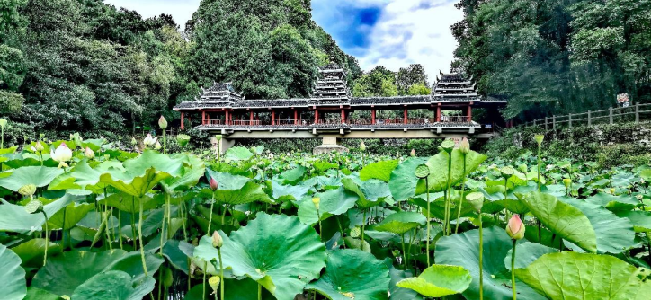 贵阳药用植物园出现珍稀并蒂莲!快来讨个好彩头