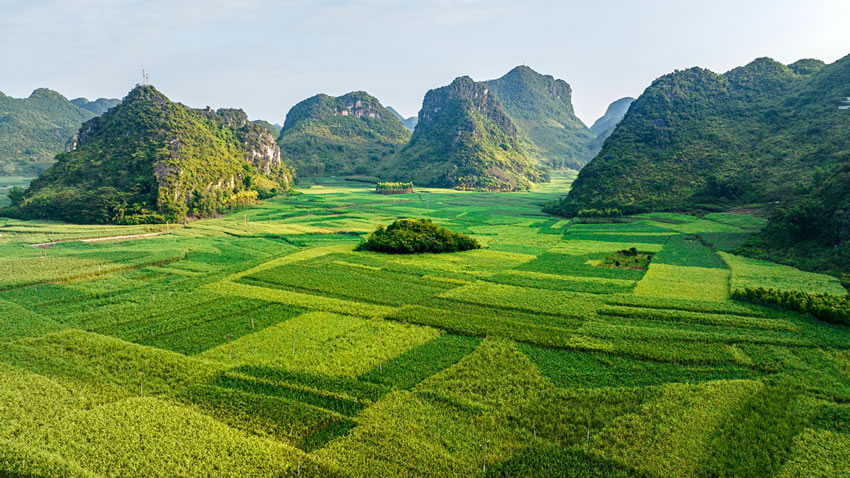 田东县印茶镇:"蔗"里丰收在望