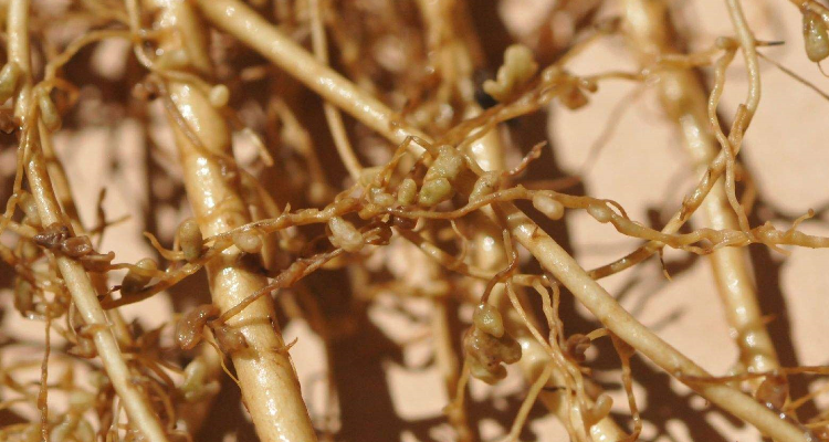 豆科植物根瘤菌是如何固氮的