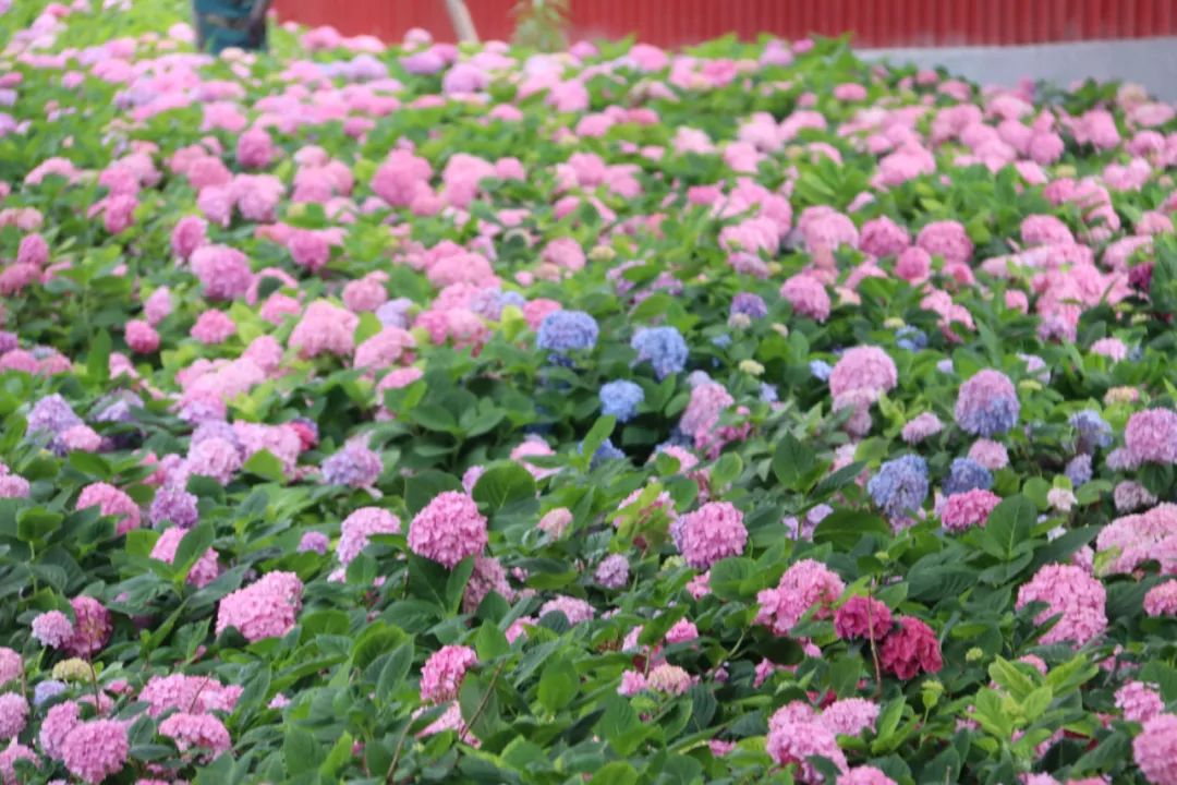 绣球花海开在四川的夏天