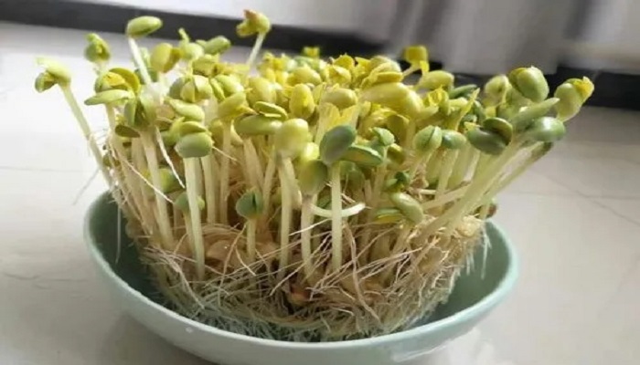 绿豆芽怎么种植方法