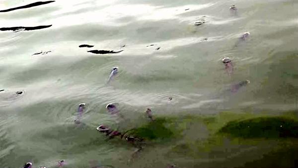 吉安:水体缺氧 庐陵生态湖出现大量"浮头鱼"
