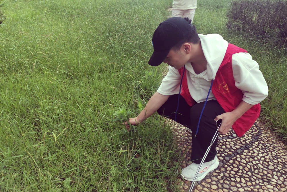 及大学生志愿者,共同对第三教学楼周边的绿地进行了"拔草护绿"行动