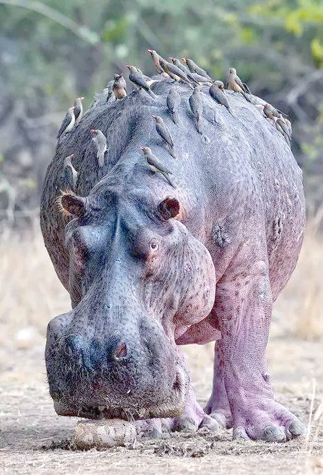 河马:非洲的大型草食哺乳动物