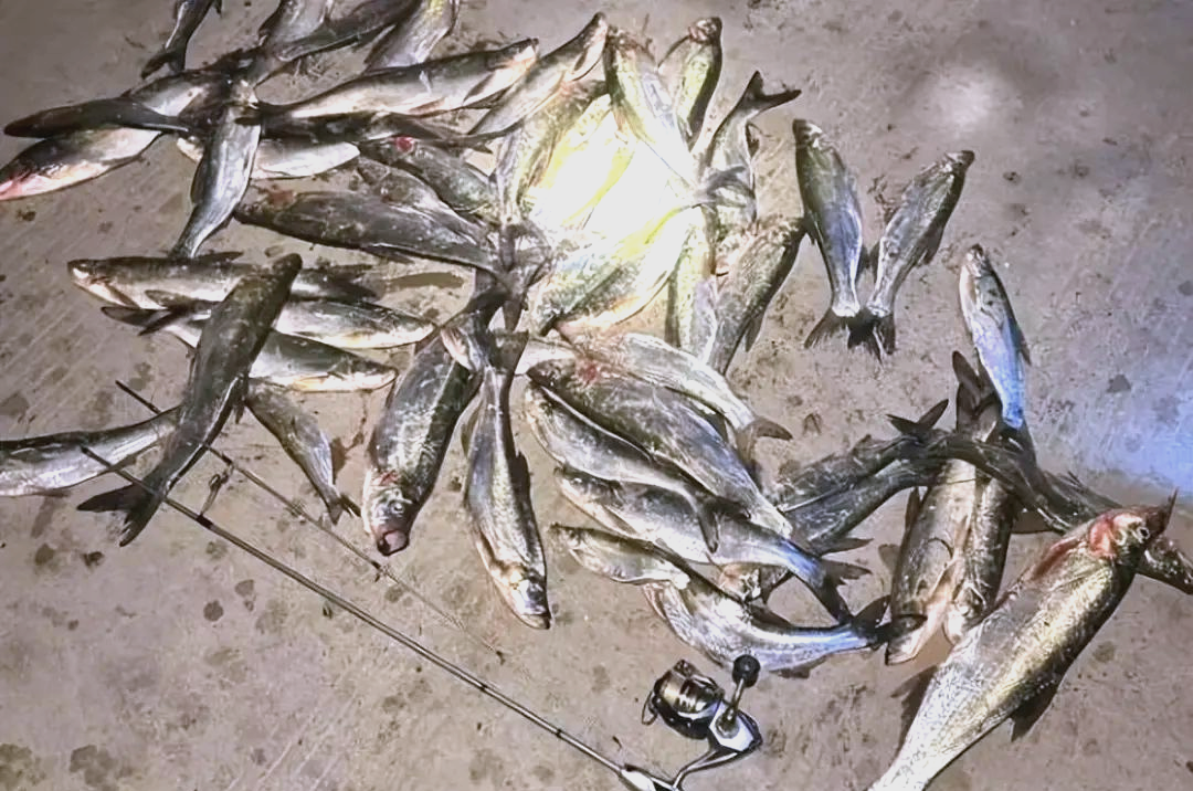 河北男子夜钓惊人收获,众多翘嘴鱼整齐铺满地面!