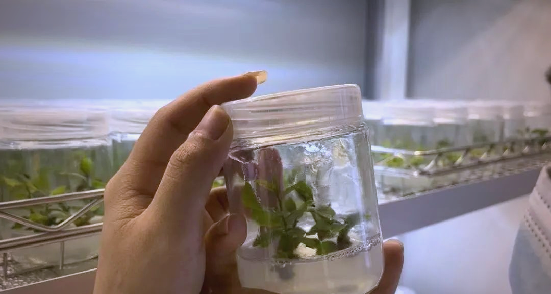 油茶树苗图片大全