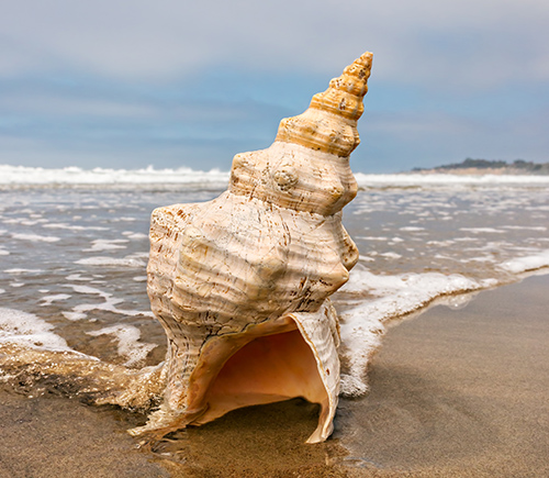 巨型海螺每年生下28000个后代,如今却濒临灭绝,一度剩下67只