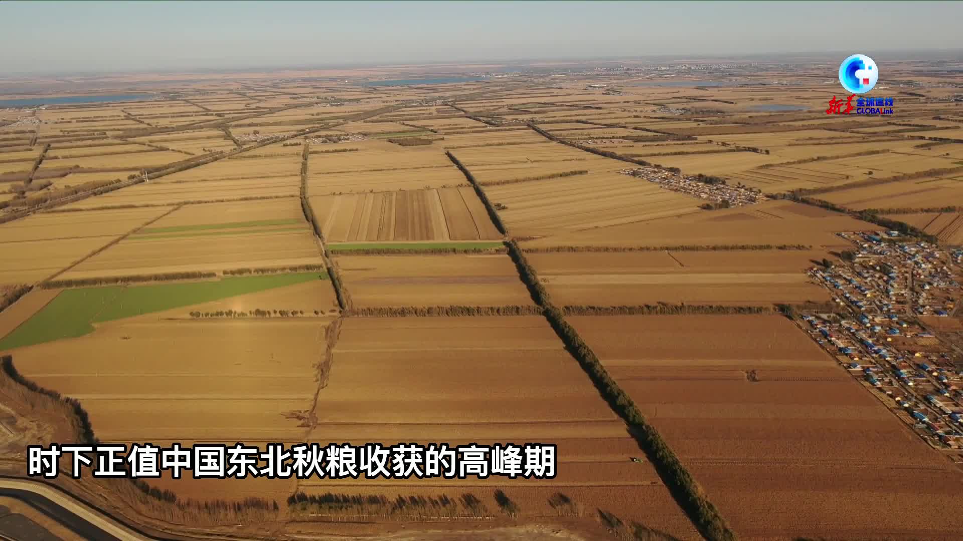 全球连线|中国东北加强盐碱地治理"瀚海"变"粮仓"
