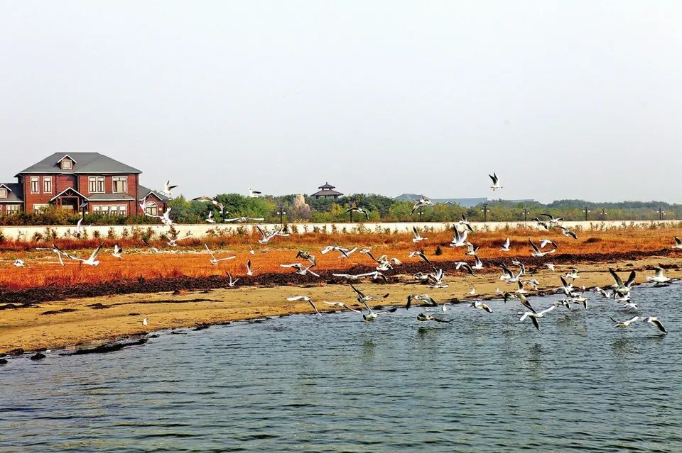 海鸥戏水,白鹭飞舞,大雁翱翔,万鸟齐飞,就在菩提岛!