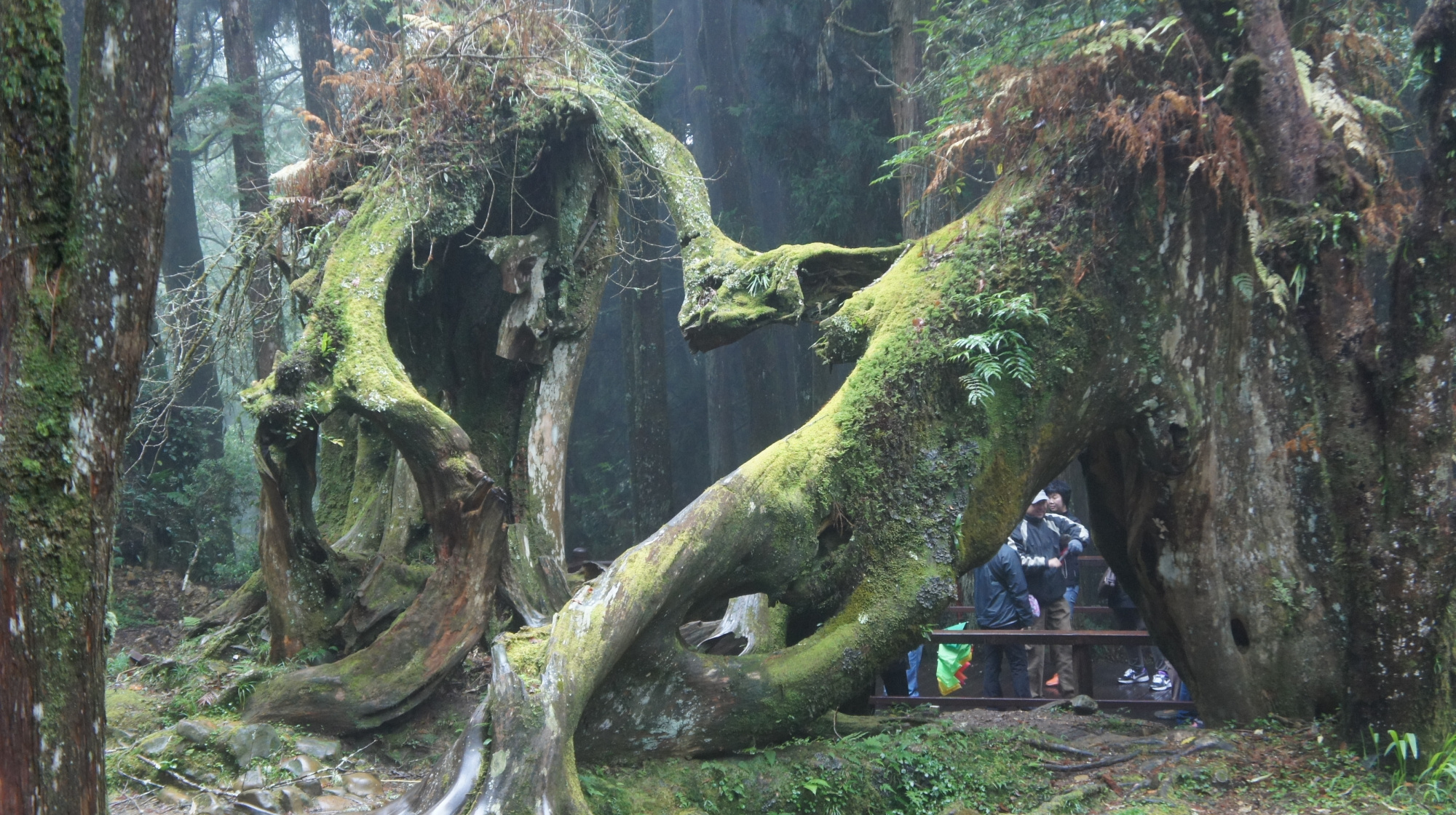 阿里山灵异影像